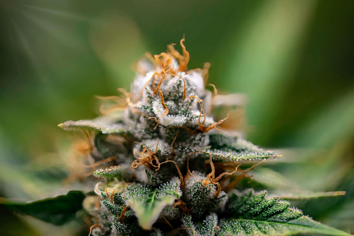 Premium Cannabisblüten mit sichtbaren Trichomen im Premium THC Store