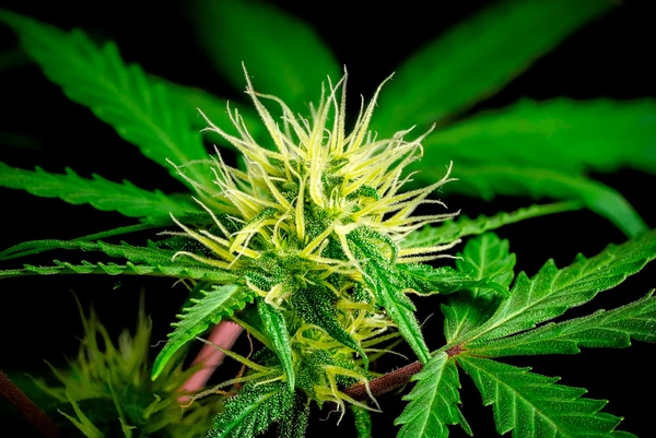 Eine gesunde weibliche Marihuana Pflanze in der Blütephase unter künstlichem Licht mit gut erkennbaren Trichomen