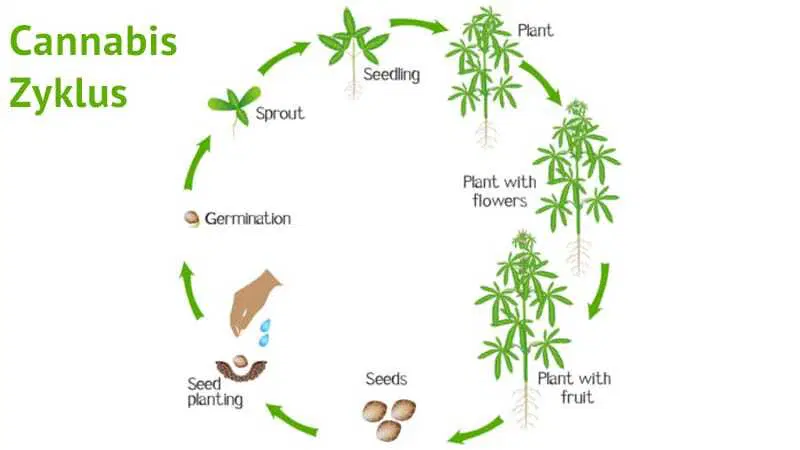 Infografik zur geordneten Pflanzenentwicklung der Marihuana Pflanze vom Samen bis zur Ernte