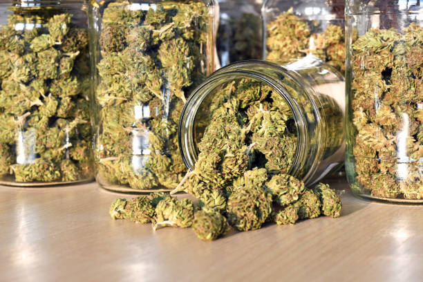 Getrocknete Blüten einer edlen Marihuana Pflanze mit dichtem Harzbesatz in Glasbehältern