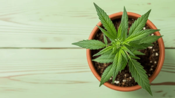 Premium Cannabis Blueten nach der Cannabis Legalisierung in Deutschland