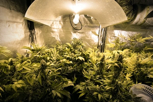  Junge Cannabis Stecklinge in der vegetativen Wachstumsphase unter LED-Beleuchtung