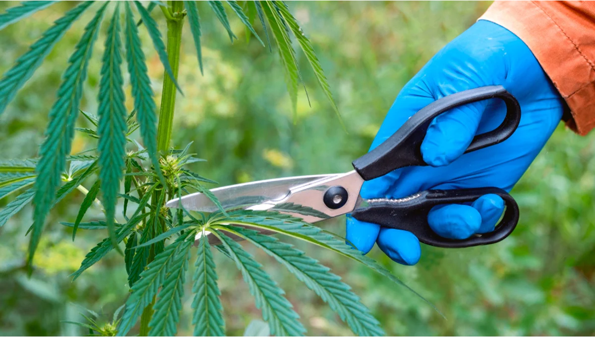 Professioneller Pflanzenschnitt an einer Cannabis-Pflanze für optimales Wachstum