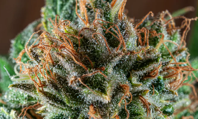 Hochwertige Hanfblüte mit glänzenden Trichomen reich an THC P