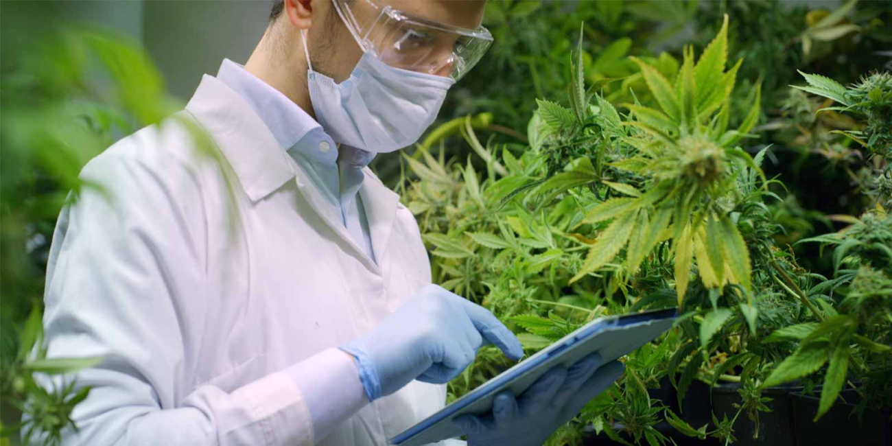 Erstklassige medizinische Cannabisblüten für die sichere Versorgung