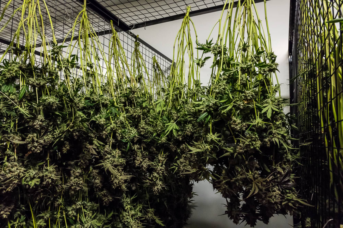 Schonendes Cannabis trocknen auf speziellen Trocknungsnetzen