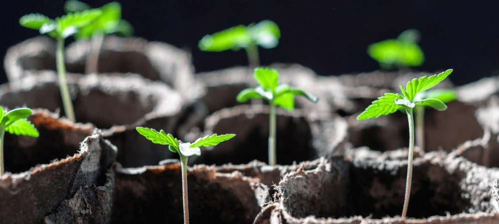 Gesunde Cannabis Setzlinge in biologisch abbaubaren Töpfen unter einer LED-Wachstumslampe