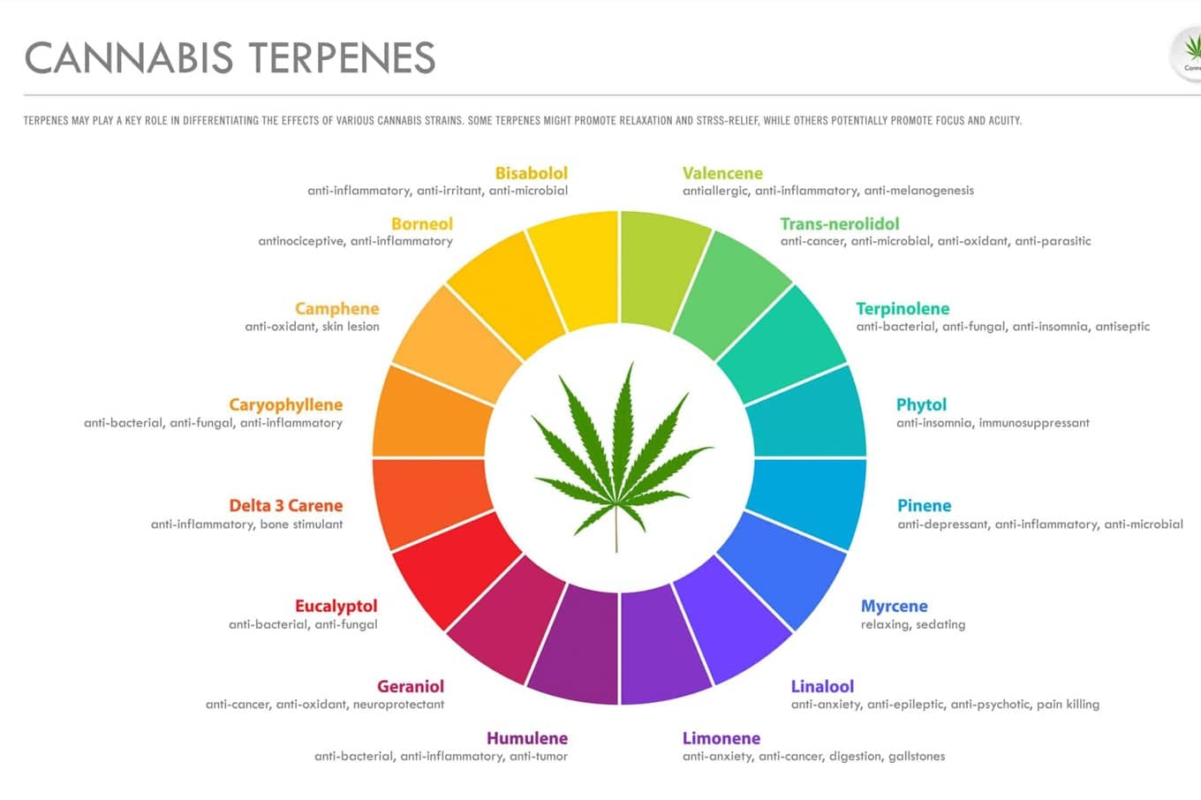 White Widow Genetik – Cannabinoid- und Terpenprofil der Sorte mit THC-Gehalt-Diagramm
