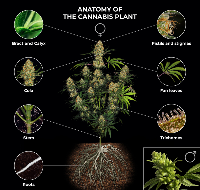 Vergleich des Sortenprofils von White Widow mit anderen Sorten anhand von Trichomstruktur und Pflanzencharakter