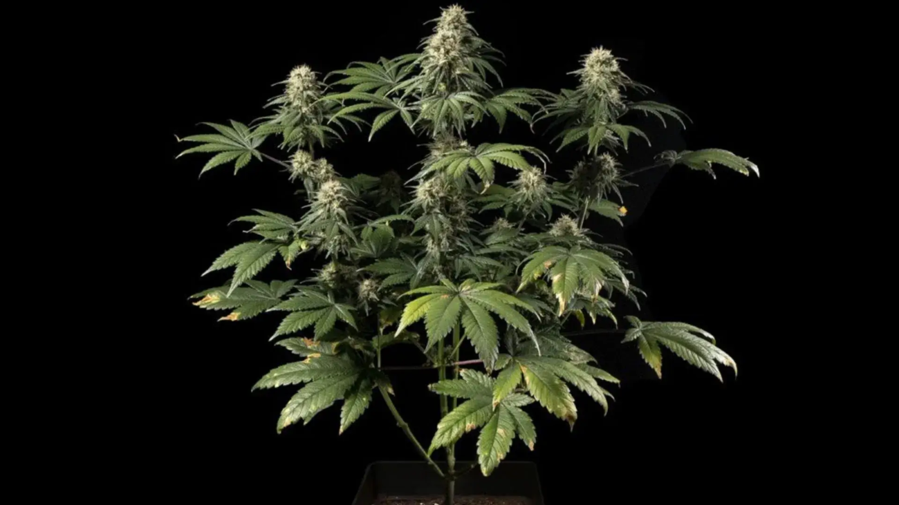 Genetikprofil Jack Herer Sorten Haze Northern Lights Shiva Skunk Cannabis Hybride