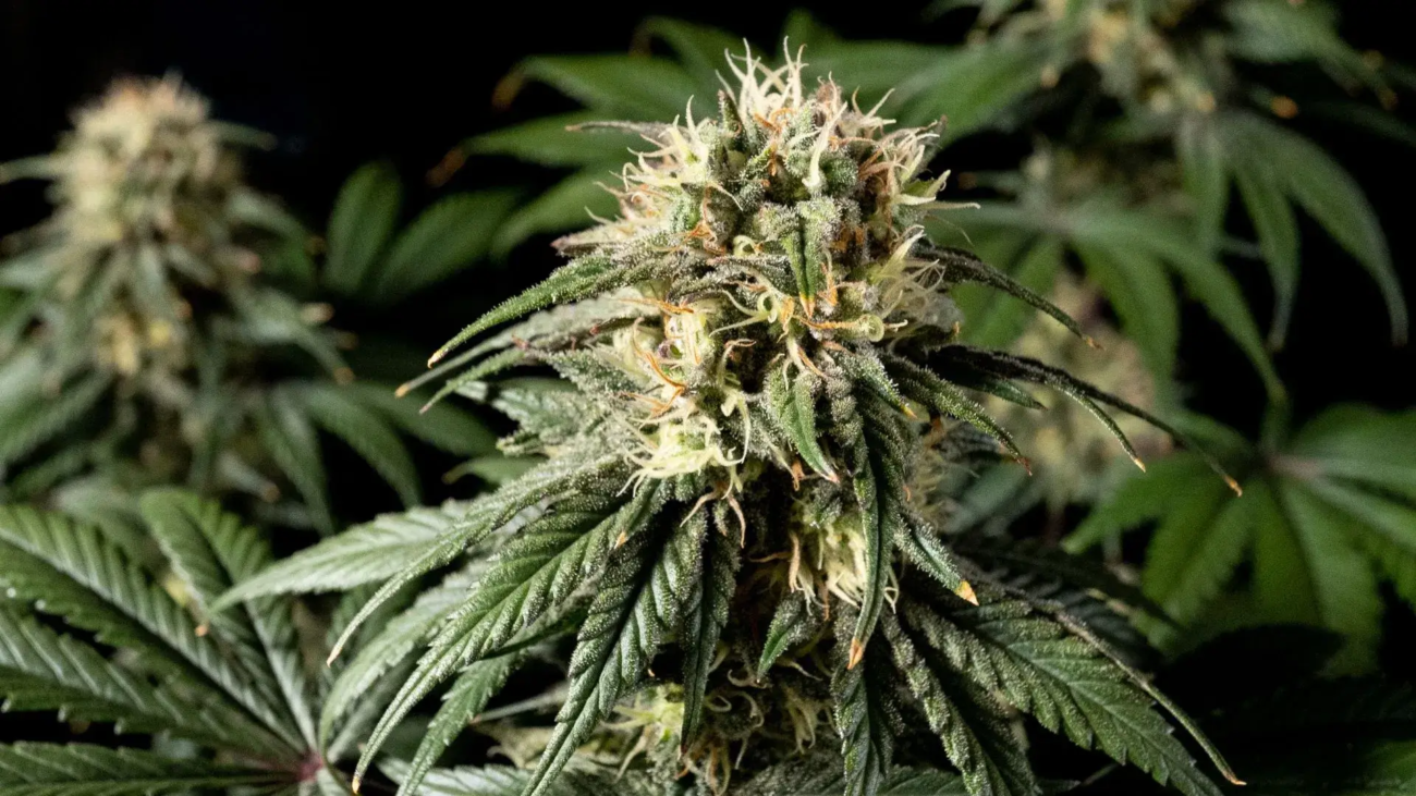 Jack Herer Strain Nahaufnahme – dichte Blüten mit orangefarbenen Pistillen und glänzenden Trichomen einer Premium Sorte