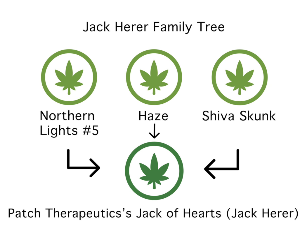 Jack Herer Sortengenetik Diagramm – Kreuzung aus Haze, Northern Lights #5 und Shiva Skunk als sativa-dominante Premium Sorte
