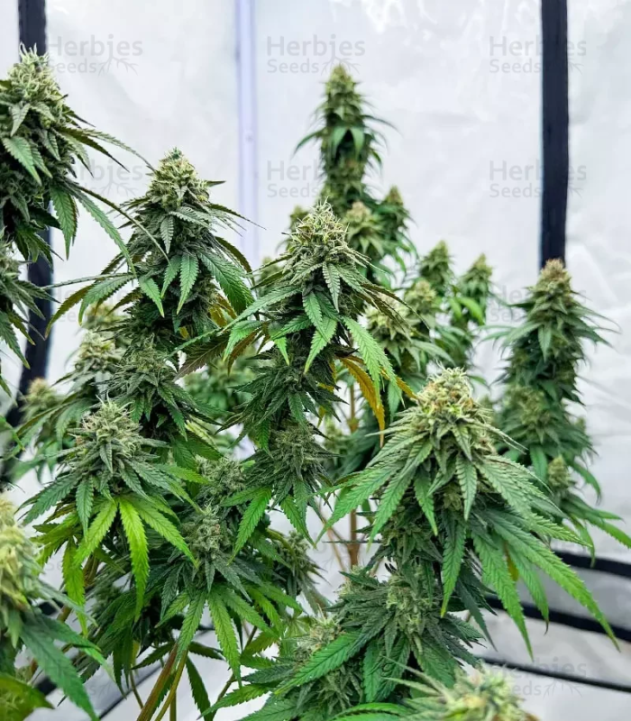 Blühende Apple Fritter Auto Pflanze mit dichten Blüten und harzreichen Trichomen
