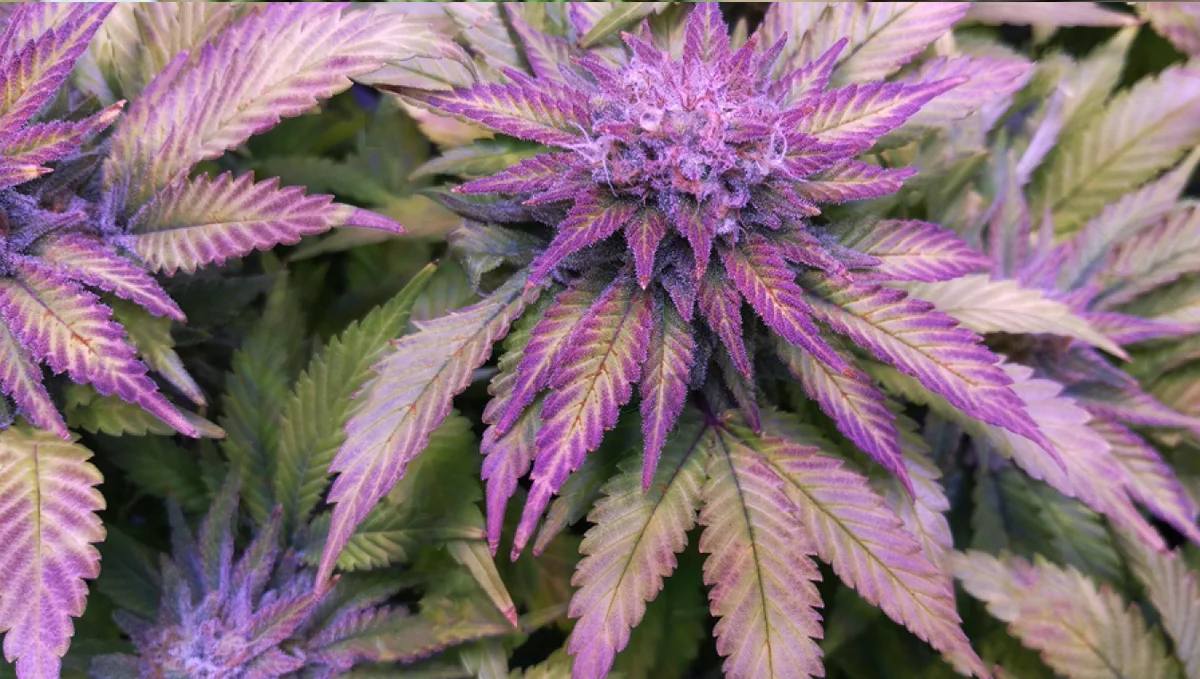 Purple Haze Blüten mit violetten Farbtönen und dichten Trichomen aus nächster Nähe betrachtet