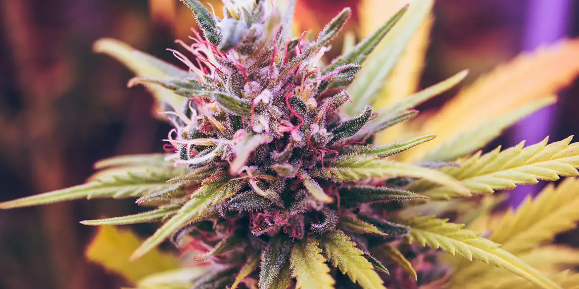 Purple Haze Blüte mit sichtbaren Trichomen und natürlichem violettem Farbton unter Tageslicht