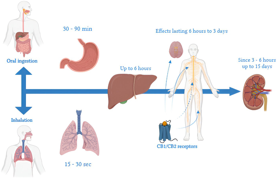 Illustration der THC-Aufnahme im Körper durch den Verdauungstrakt bei Edibles im Vergleich zu anderen Konsumformen