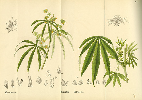 Historische botanische Illustration der Cannabis Sativa Pflanze zur Veranschaulichung der Cannabis Grundlagen