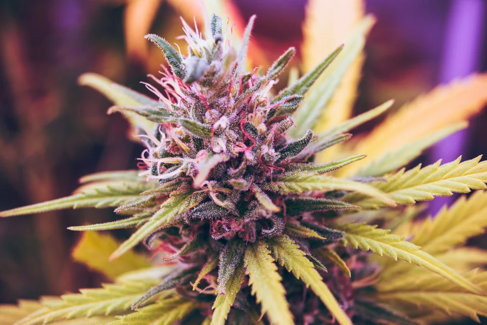 Nahaufnahme von Trichomen und Pflanzenstoffen auf einer hochwertigen Cannabisbluete