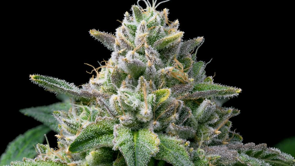 Makroaufnahme von glitzernden Trichomen auf einer erstklassigen Hanfblüte im Premium THC Store