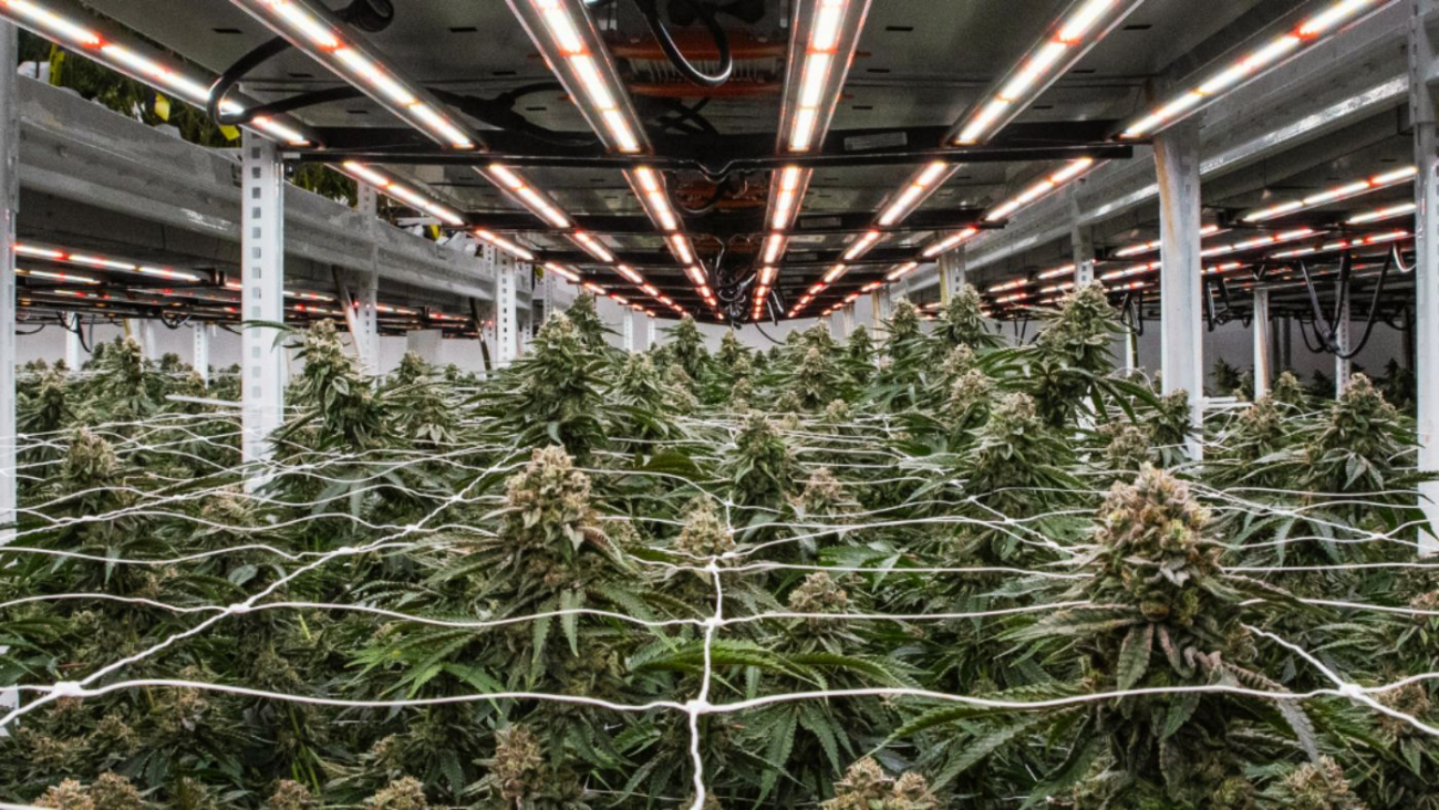 Professioneller Indoor Anbau von hochwertigen Hanfpflanzen unter LED-Licht
