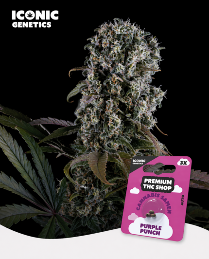 Purple Punch Automatic Blüte mit hohem THC Gehalt und Harzschicht