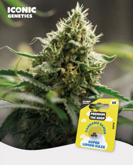 Super Lemon Haze Automatic klebrige Buds mit orangefarbenen Härchen