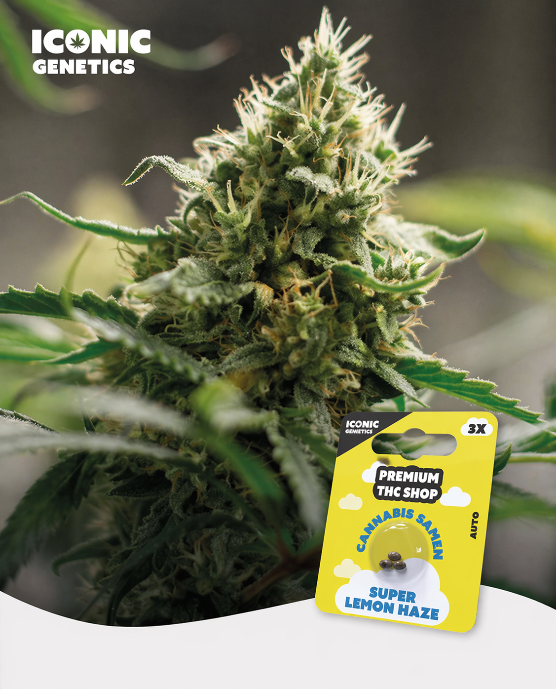 9f05ce1c-7a25-4256-bfc5-86bc14e4892f.png Super Lemon Haze Automatic klebrige Buds mit orangefarbenen Härchen