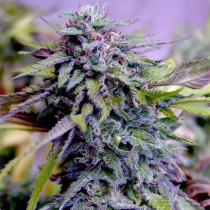 Grand Daddy Purple Cannabis Blüte mit tiefvioletten Farbtönen und glitzernden Trichomen