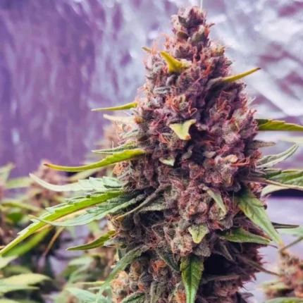 Purple Haze Cannabis Blüte mit violetten Farbtönen in Nahaufnahme