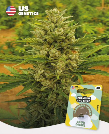 Reife Sour Diesel Auto Pflanze mit markanten orangefarbenen Härchen und glitzernden Kristallen