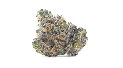 Apple Fritter Strain klebrige Blüten mit Trichomen im Detail