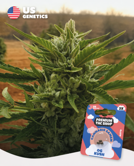 OG Kush Auto Pflanze in voller Blüte mit glitzernden Trichomen