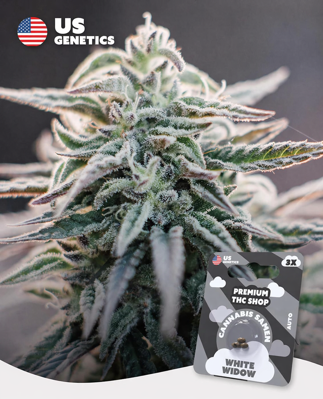 d2a81f15-433d-4ae1-982d-cb124d76a53c.png White Widow Automatic Cannabispflanze in voller Blüte mit weißen Trichomen