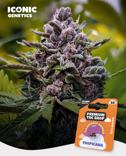 Tropicana Feminisiert Hanfsamen Packung von Premium THC Store