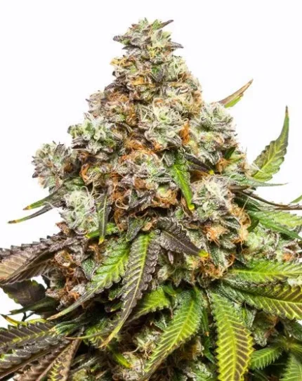Fruity Pebbles Cali Blüten mit harziger Struktur und bunten Härchen