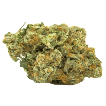 Tropicana Cherry Cannabis Blüte mit purpurnen Nuancen im Nahaufnahmen Fokus