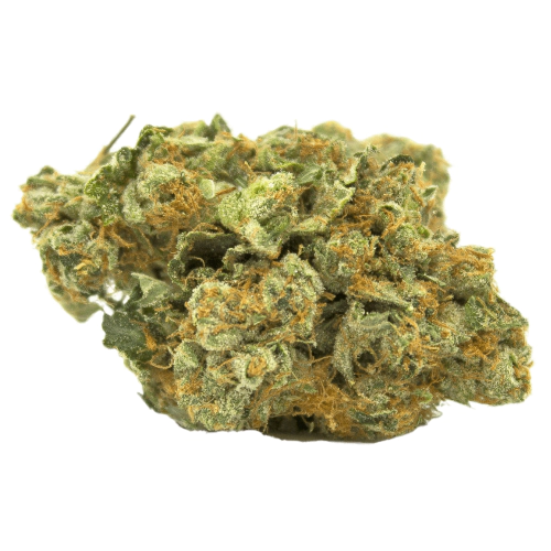 generic_1243459894.webp Tropicana Cherry Cannabis Blüte mit purpurnen Nuancen im Nahaufnahmen Fokus