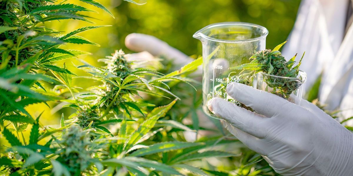 cannabis aufklaerung und gras droge fakten im premium thc store