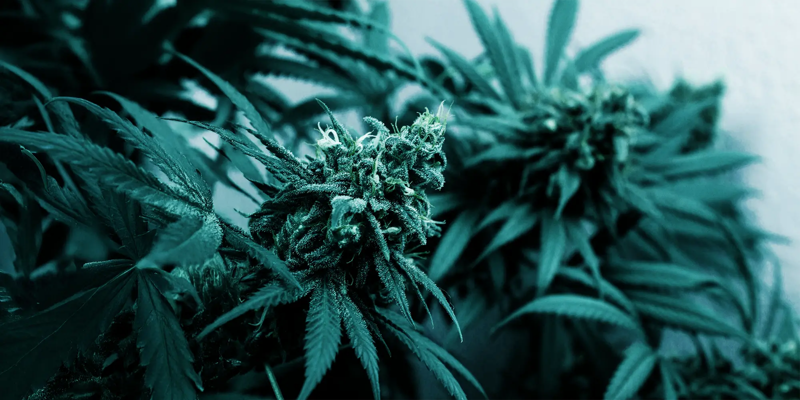 Gras bestellen online | Diskreter Versand bei Premium THC Store