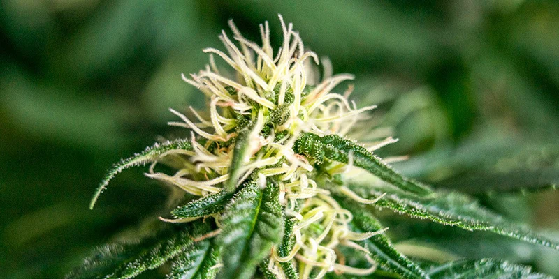 Marihuana Pflanze verstehen – Sorten, Pflege & Cannabis Wissen im Premium THC Store