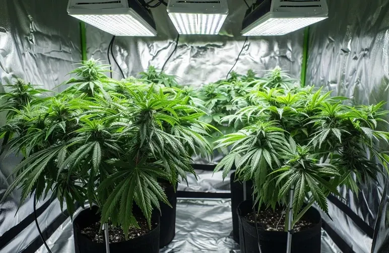Professionelles Cannabis Anbau Setup mit LED Lampe und vitalen Pflanzen in der Blütephase