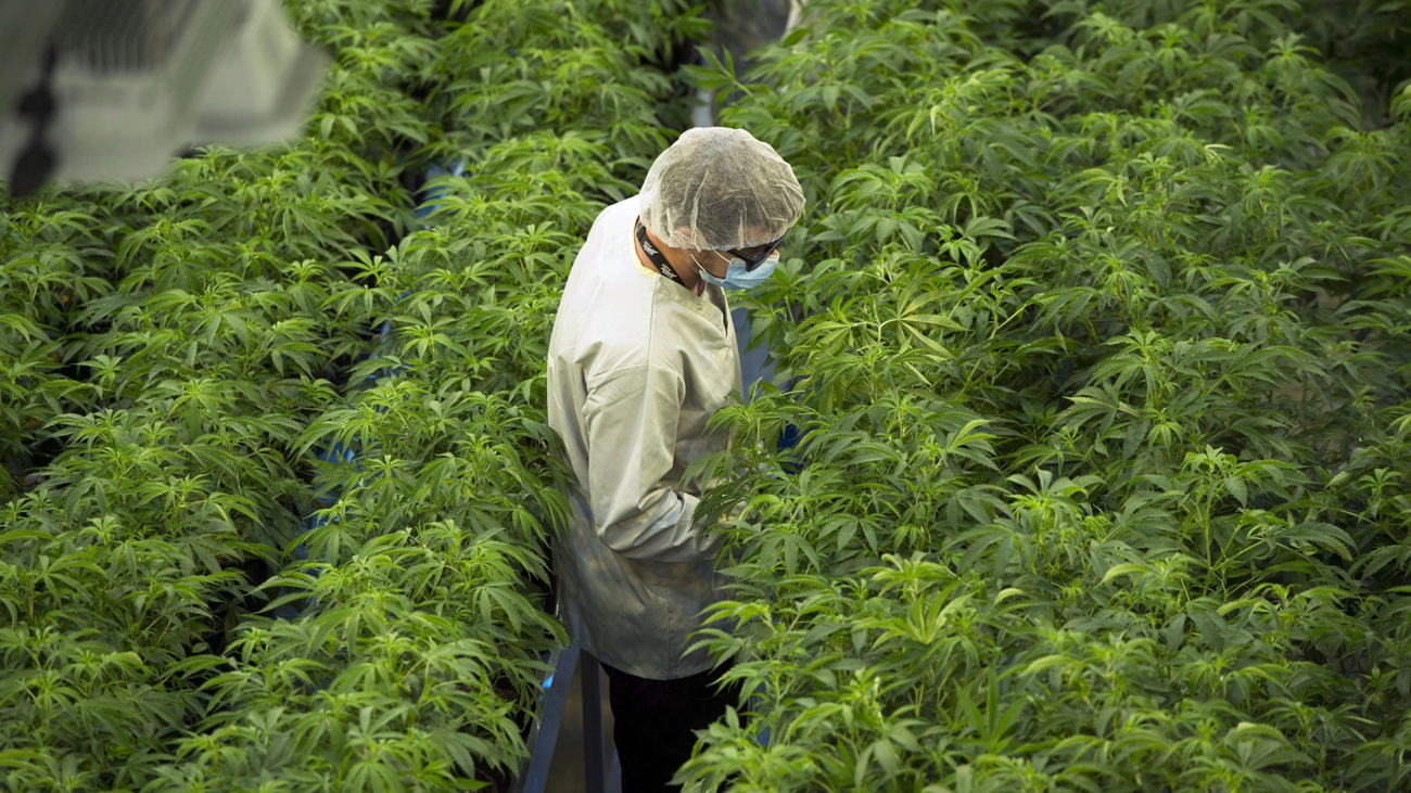 Grüne Cannabis Aktien Kurse und Marktentwicklung an der Börse