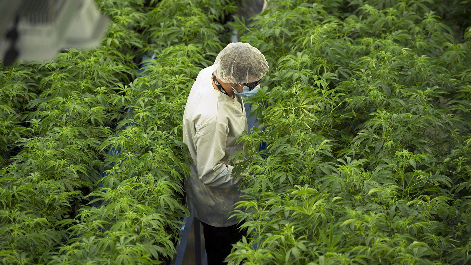 Grüne Cannabis Aktien Kurse und Marktentwicklung an der Börse