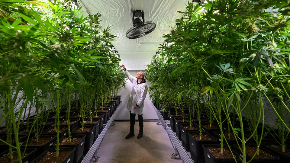 Moderne Cannabis Clubs in Deutschland bieten soziale Interaktion und hochwertige Produkte