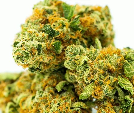 Super Lemon Haze Cannabis Blüte mit glitzernden Trichomen und intensivem Zitrus Aroma von Premium THC Store