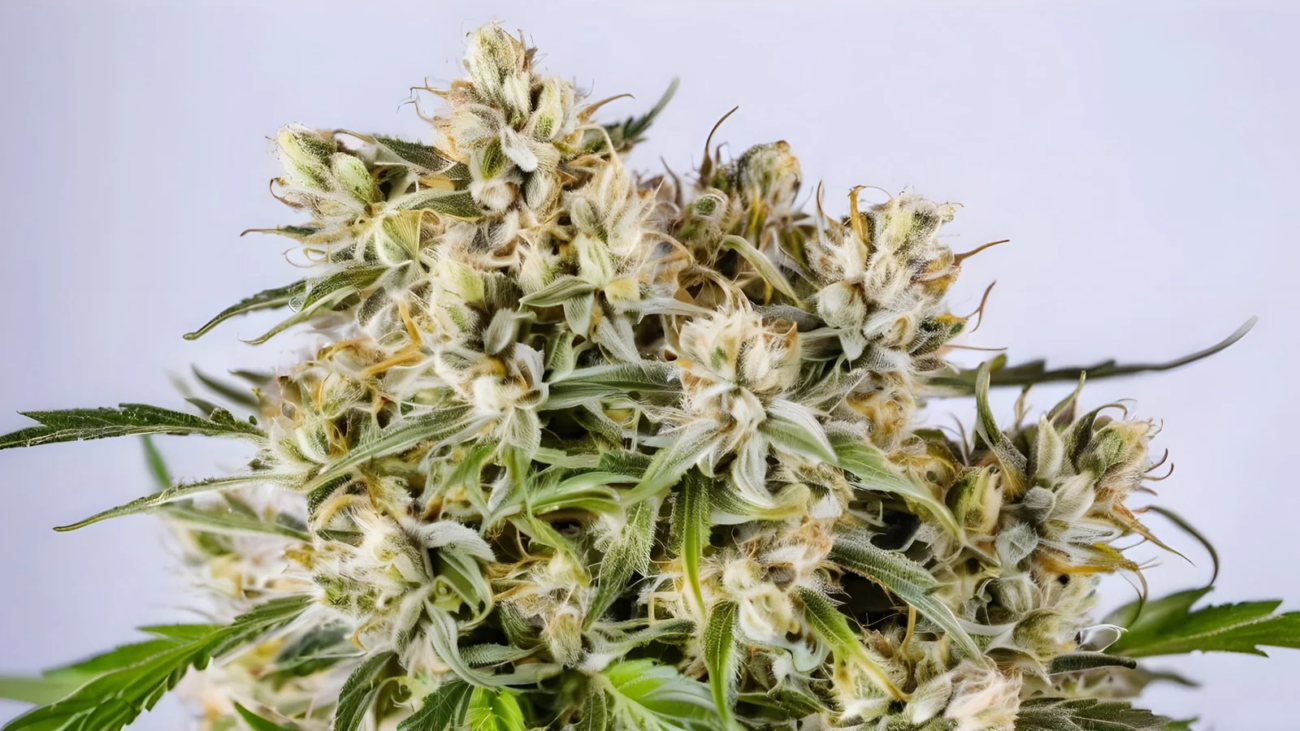 White Widow Samen – Nahaufnahme von frostigen, harzreichen Cannabis-Blüten mit weißen Trichomen