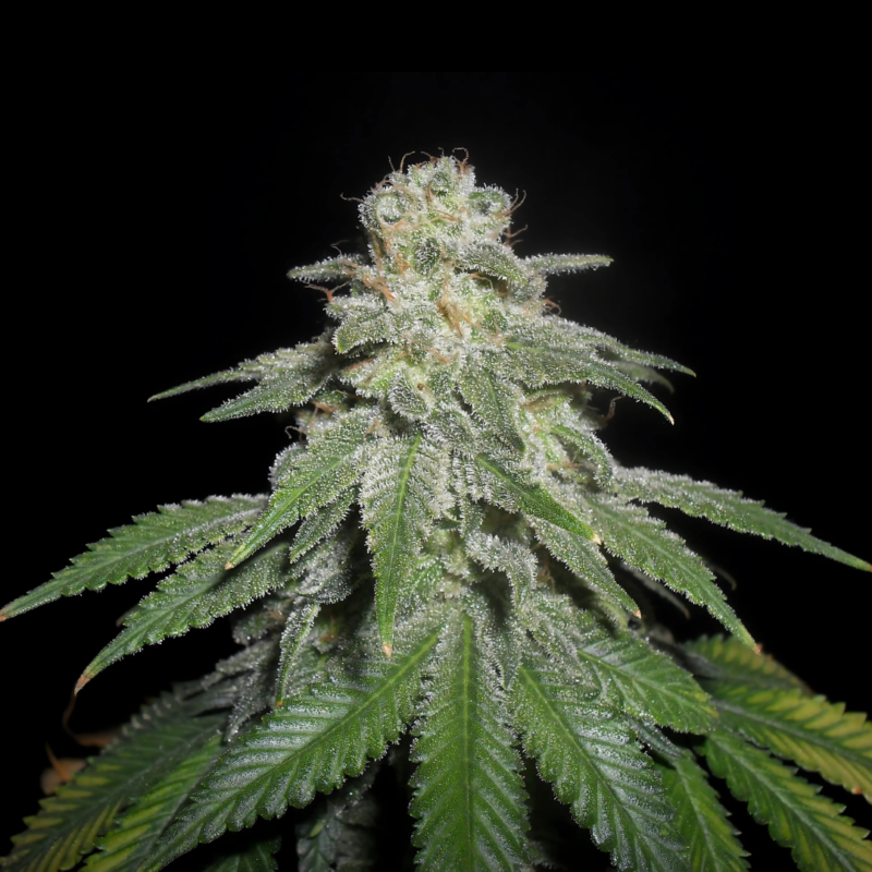 White Widow Cannabis Blüte mit weißem Harzfilm und charakteristischem Sortenprofil