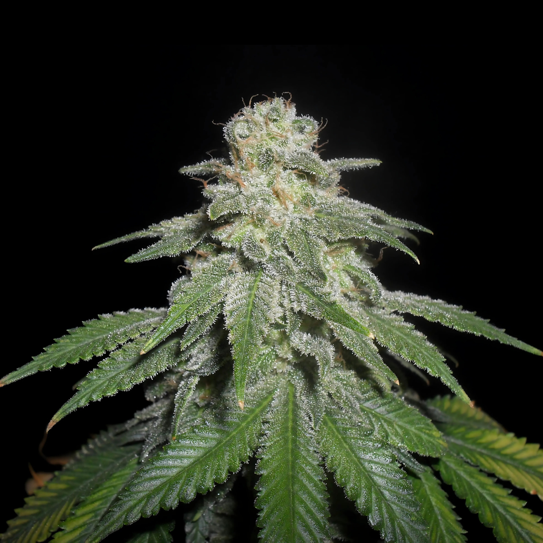 White Widow Cannabis Blüte mit weißem Harzfilm und charakteristischem Sortenprofil