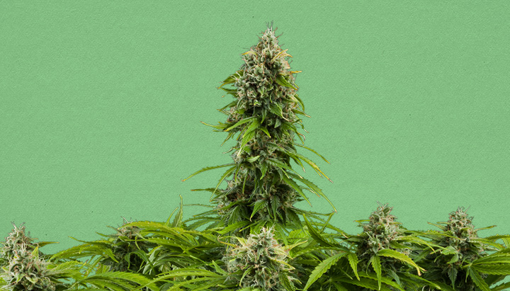 Jack Herer Strain Blüten – Premium Sorte mit charakteristischem Aroma und sativa-dominanter Sortengenetik