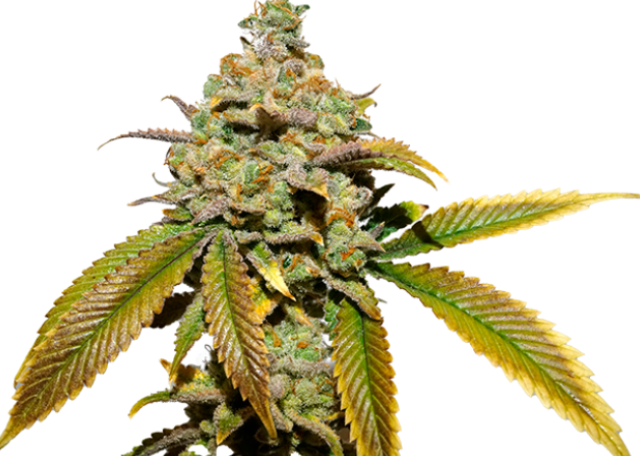 Tropicana Cookies Cannabis Blüten mit orangefarbenen Pistillen und frostigen Trichomen – Premium Sorte bei Premium THC Store